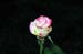 DSC_1615
